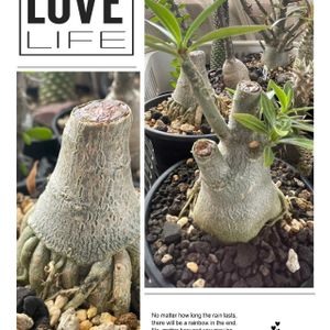 アデニウム,アデニウム,モンキーツリー,ボンバックス,ボンバックス エリプチカムの画像