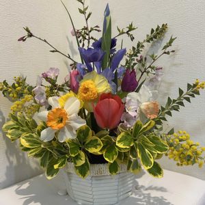 アネモネ,スイセン,ミモザ,マサキ,ヤマザクラの画像