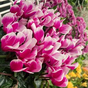 #ガーデニング,ピンクワールドへ ようこそ,エクステリアの画像