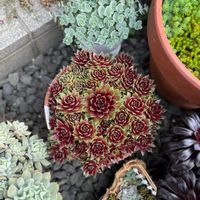 多肉植物いろいろ,可愛い,お気に入り♡,増やしたい！,癒やしの画像