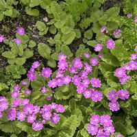 プロテア,日本桜草,ネイティブ プランツ,オージープランツ,バラ大好きの画像