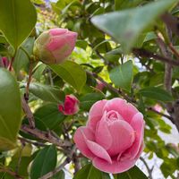 サザンカ,山茶花,山茶花  さざんか,山茶花（サザンカ）,さざんかの画像