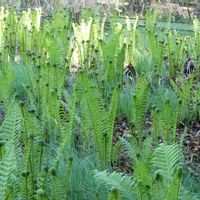 クサソテツ,春がきた♪,筑波実験植物園の画像