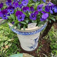 アンドロサセ　スターダスト,ギボウシ,パンジー,ビオラ,よく咲くスミレ ラムレーズンの画像