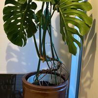 モンステラの画像
