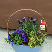 カリブラコア,カリブラコア,タイム,タイム,フレンチラベンダーの画像