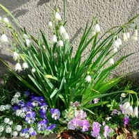 アリッサム,ムスカリ,葉牡丹,よく咲くスミレ,スノーフレーク(スズランスイセン)の画像