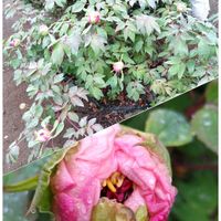 クローバー,ボタン,四葉のクローバー,つぼみ,花のある暮らしの画像