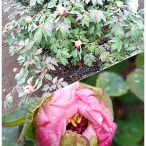 クローバー,ボタン,四葉のクローバー,つぼみ,花のある暮らしの画像