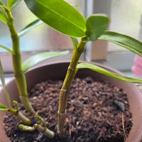 デンドロビウムの画像