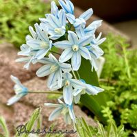 オキナグサ,サクラソウ,サクラソウ,ネモフィラ,プスキニアの画像