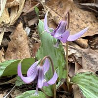 カタクリ,キクザキイチゲの画像