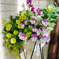 ストック,葉牡丹,プリムラ マラコイデス,アイビー（ヘデラ）,よく咲くスミレの画像