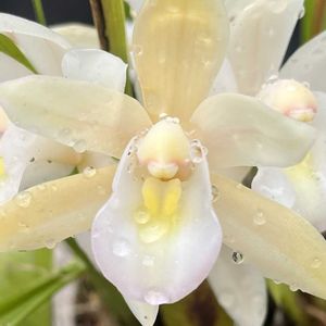 軒下,小さな庭の画像