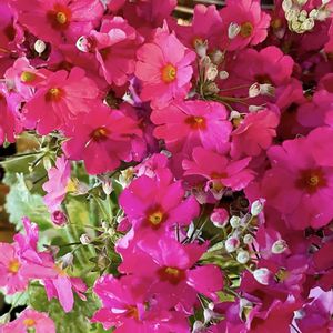 サクラソウ,サクラソウ,癒し,花のある暮らし,バンド演奏の画像