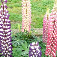 ルピナスの画像