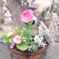 シロタエギク,プリムラ,ラナンキュラス,寄せ植え,北海道の画像