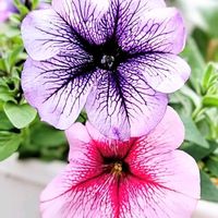 ペチュニアの画像