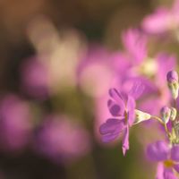 サクラソウ,サクラソウ,花のある暮らし,小さな幸せ♡,玉ボケの画像