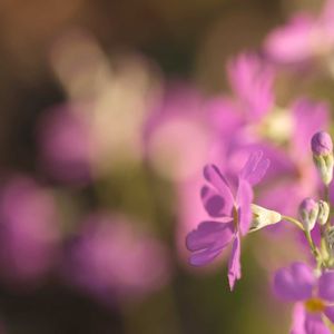 サクラソウ,サクラソウ,花のある暮らし,小さな幸せ♡,玉ボケの画像