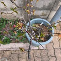 シャクヤク,ヒヤシンス,ヒヤシンス,ナツズイセン,さくら サクラ 桜の画像