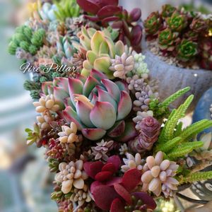 柱サボテン,多肉植物,育てやすい多肉植物,多肉植物寄せ植え,普及種の画像