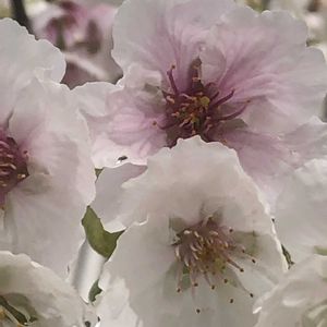 花のある暮らし,花いろいろ,楽しく暮らす,見廻りコースの画像