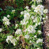 シジミバナ,ジューンベリー,ジューンベリー,庭の画像