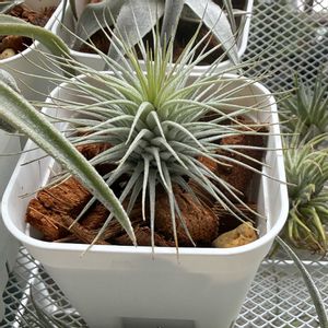 チランジア,エアプランツの画像