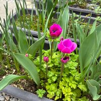 アネモネ,庭の画像