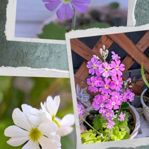 サクラソウ,花のある暮らし,咲いてくれてありがとう❤,今日のお花,胸キュンの画像