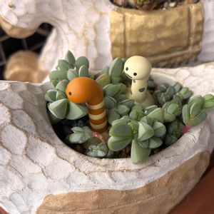 多肉,碧魚蓮,多肉植物,ベランダガーデン,碧魚蓮ⓚの画像