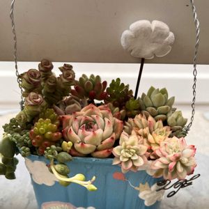 多肉植物 寄せ植え,ソメイヨシノ,多肉寄せ植え,近くの公園,うめきたガーデンの画像