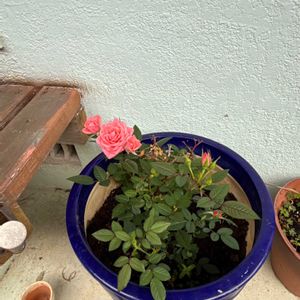 ミニバラ,家庭菜園の画像