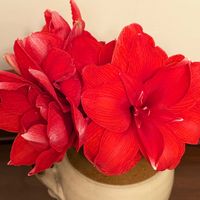 アマリリスの画像