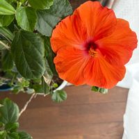 オダマキ,サクラソウ,ハイビスカス,ミセバヤ,プリムラ マラコイデスの画像