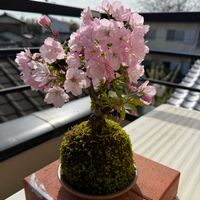 旭山桜,苔玉の画像