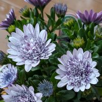 オステオスペルマム,癒し,花のある暮らし,綺麗,大好きな色の画像