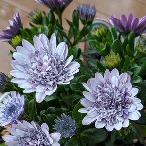 オステオスペルマム,癒し,花のある暮らし,綺麗,大好きな色の画像