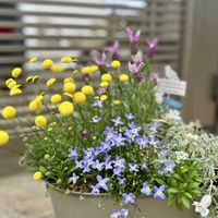 アリッサム,コツラ,ローダンセマム,ローダンセマム,パンジーの画像