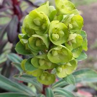 ユーフォルビア ブラックバード,ユーフォルビア ブラックバード,カラーリーフ,トウダイグサ科の画像