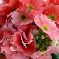 サクラ,サクラソウ,ミツバツツジ,まだまだ初心者,花のある暮らしの画像