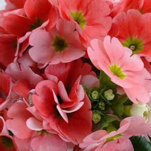 サクラ,サクラソウ,ミツバツツジ,まだまだ初心者,花のある暮らしの画像