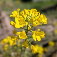 菜の花,お散歩写真,GSのみなさんに感謝♡,平和を願う,日曜ビタミンカラー♪の画像