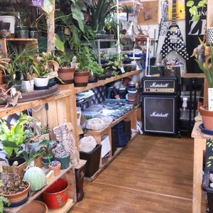 多肉植物,ウラボシ科,ビカクシダ属,食中植物,塊根の画像