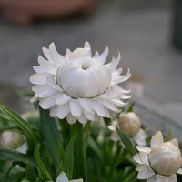 ヘリクリサムモハーブ,福岡,備忘録,癒し…,記録の画像