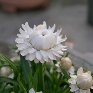 ヘリクリサムモハーブ,福岡,備忘録,癒し…,記録の画像