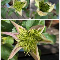 サクラソウ,デルフィニウム,サニーレタス,クレマチス カイゼル,土に埋めたギンナンの画像