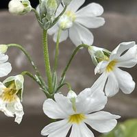 サクラソウ,花壇,ガーデニング,山野草,サクラソウ科の画像