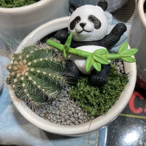 サボテン,花屋の店先,綺麗✨,サボテンの鉢植え,コラージュの仲間達の画像